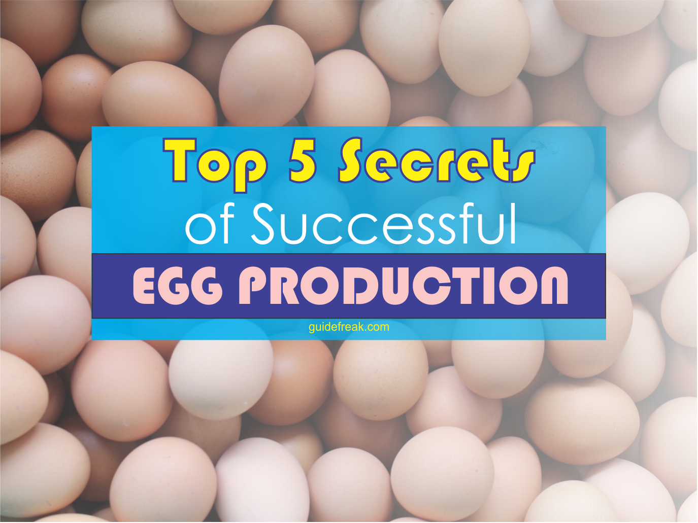 Top 5 Secrets of Successful Egg Production Guidefreak