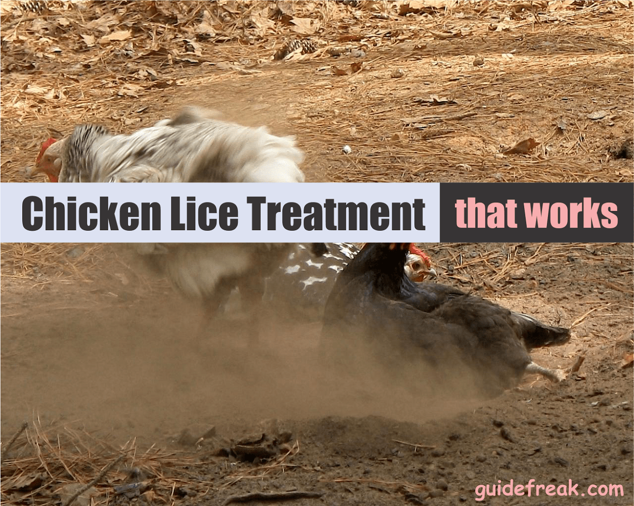 Chicken Lice Treatment that Works like Magic Guidefreak