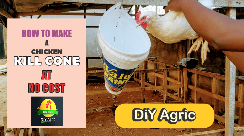 How to Make a Chicken Killing Cone at No Cost Guidefreak