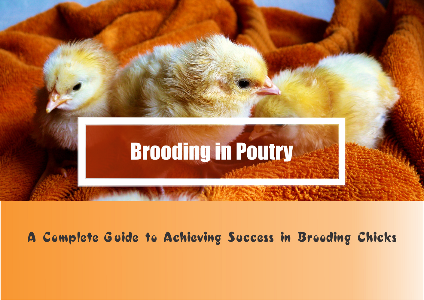 Complete Guide to Successful Brooding in Poultry Guidefreak