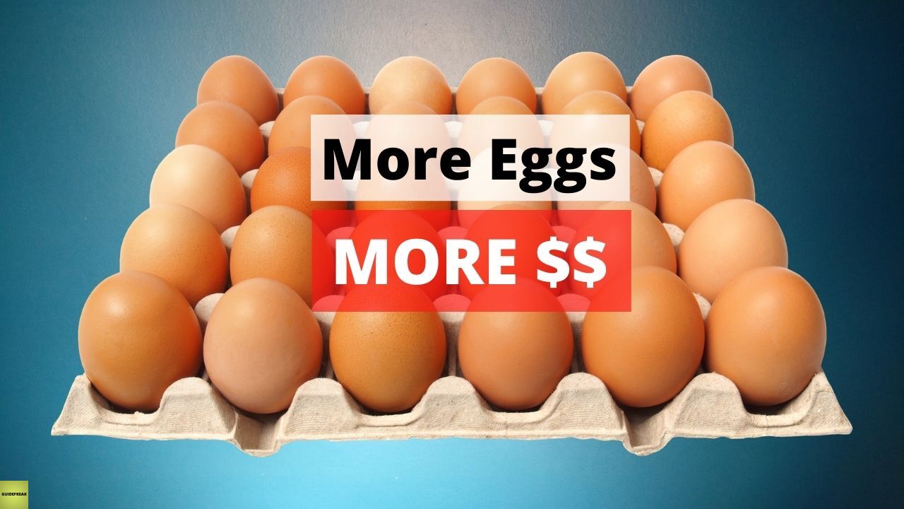 How to Make Chickens Lay More Eggs Without Drugs Guidefreak