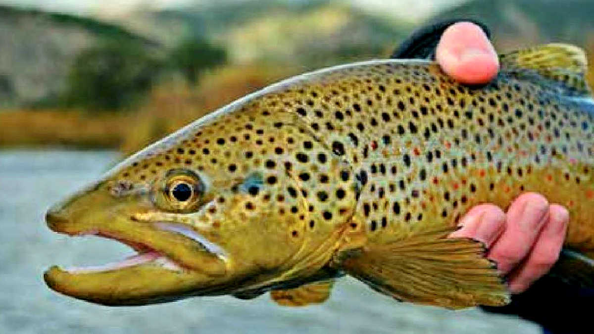 13 Best Places to Fly Fish in Missouri Maps Included Guide