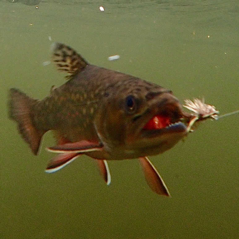 7 Best Places to Fly Fish in Rhode Island [Maps Included] Guide