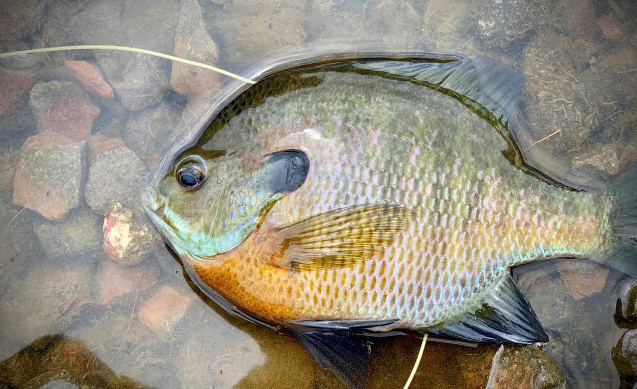 The Blues of Summer (Fly Fishing for Summertime Bluegills) Guide