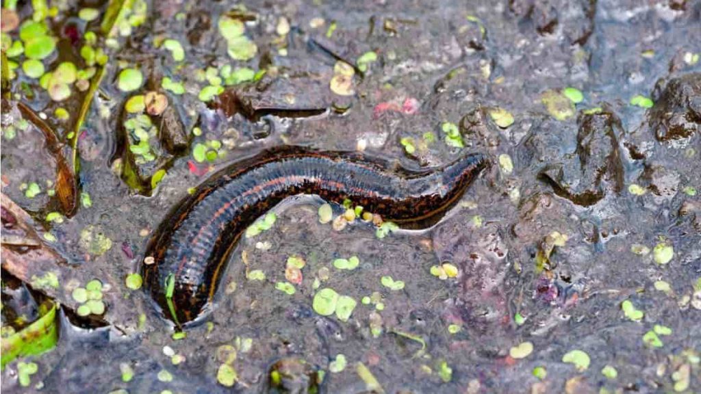 The Best Leech Patterns For Trout And Great Fishing Guide