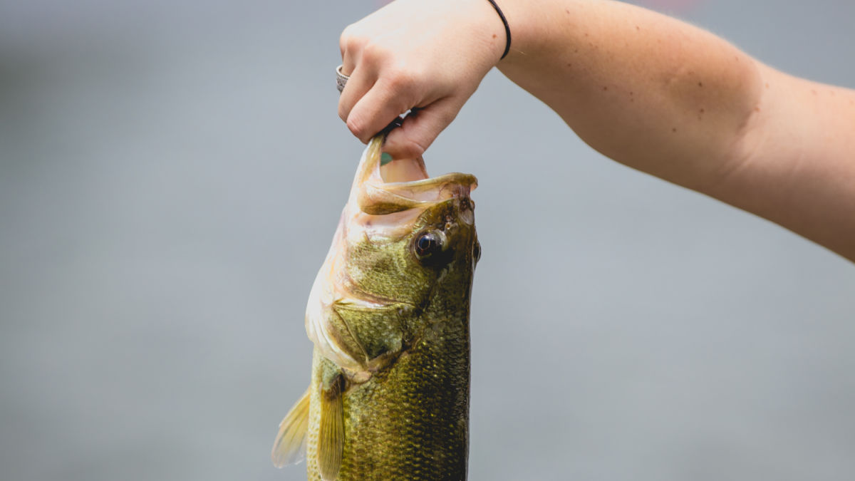 What is the Best Hook Size for Bass Guide
