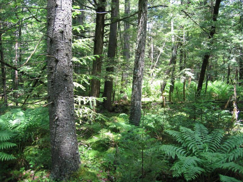 SpruceFir Swamp Guide New York Natural Heritage Program