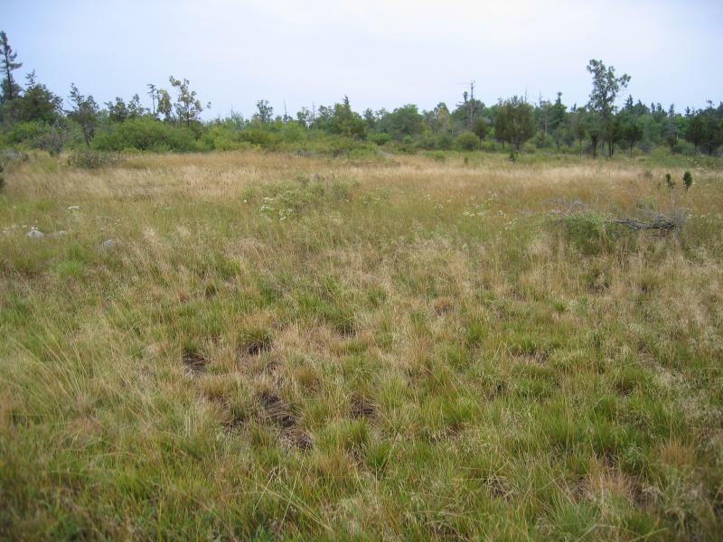 Wet Alvar Grassland Guide New York Natural Heritage Program