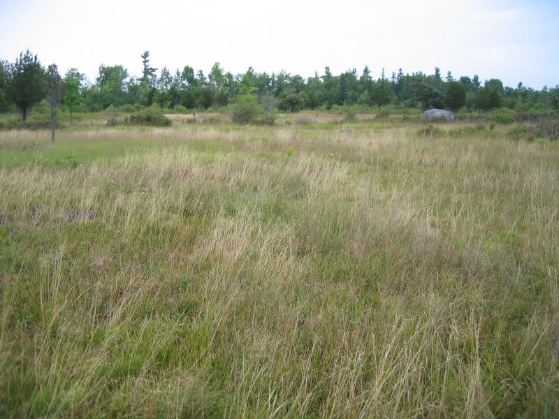 Wet Alvar Grassland Guide New York Natural Heritage Program