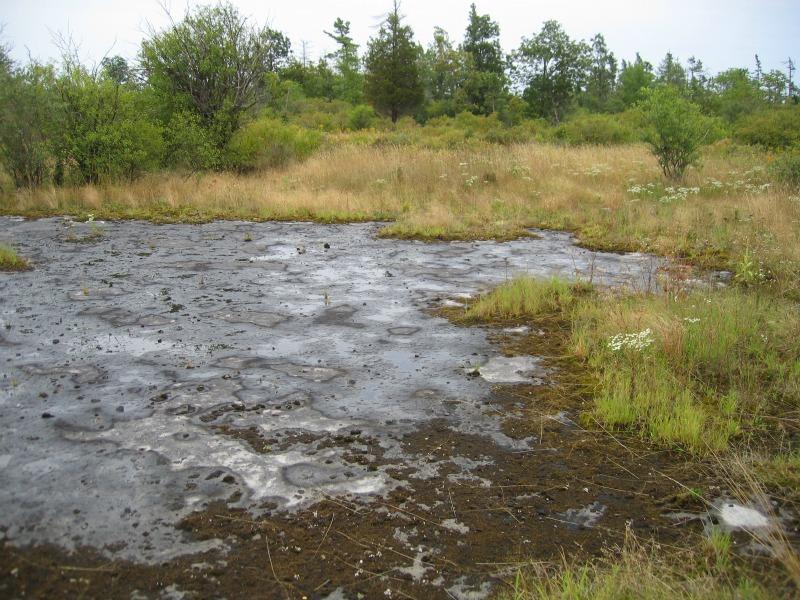 Alvar Pavement Grassland Guide New York Natural Heritage Program