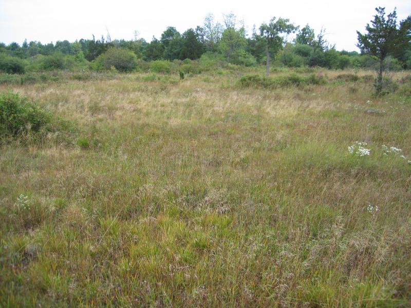 Wet Alvar Grassland Guide New York Natural Heritage Program
