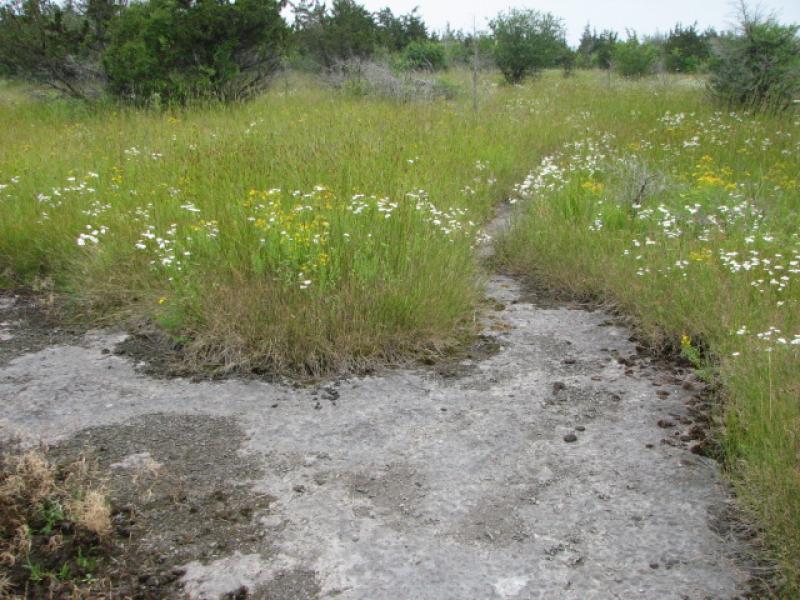 Dry Alvar Grassland Guide New York Natural Heritage Program