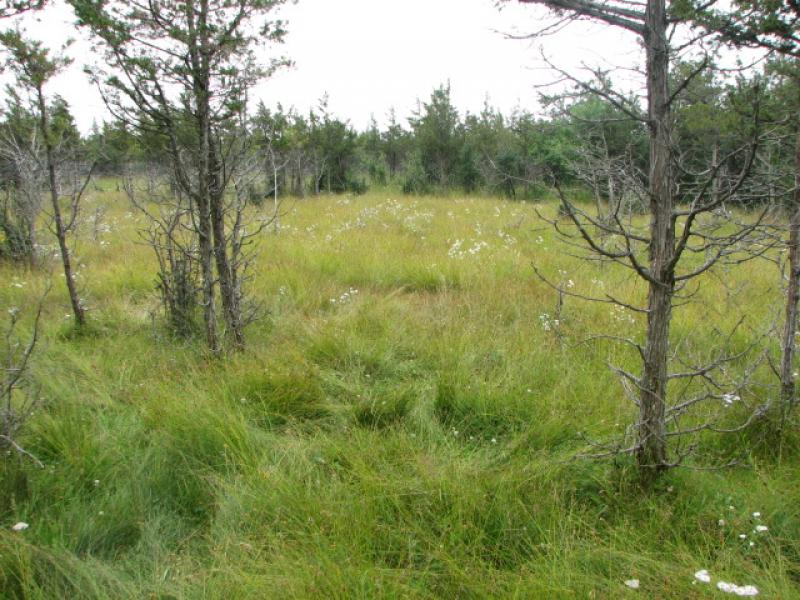 Dry Alvar Grassland Guide New York Natural Heritage Program