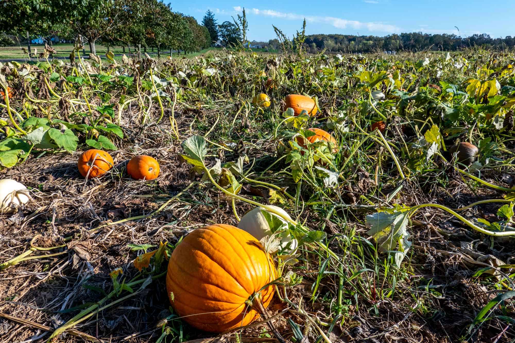 Fun Pumpkin Patches Near Philadelphia to Visit Guide to Philly