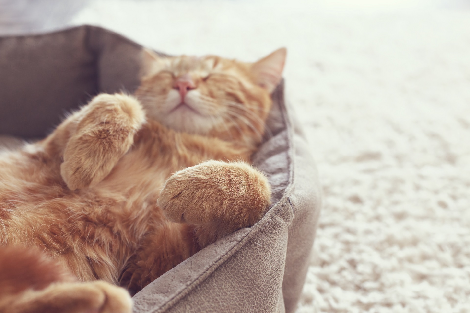Why and How Cats Have Seizures Guildcrest Cat Hospital