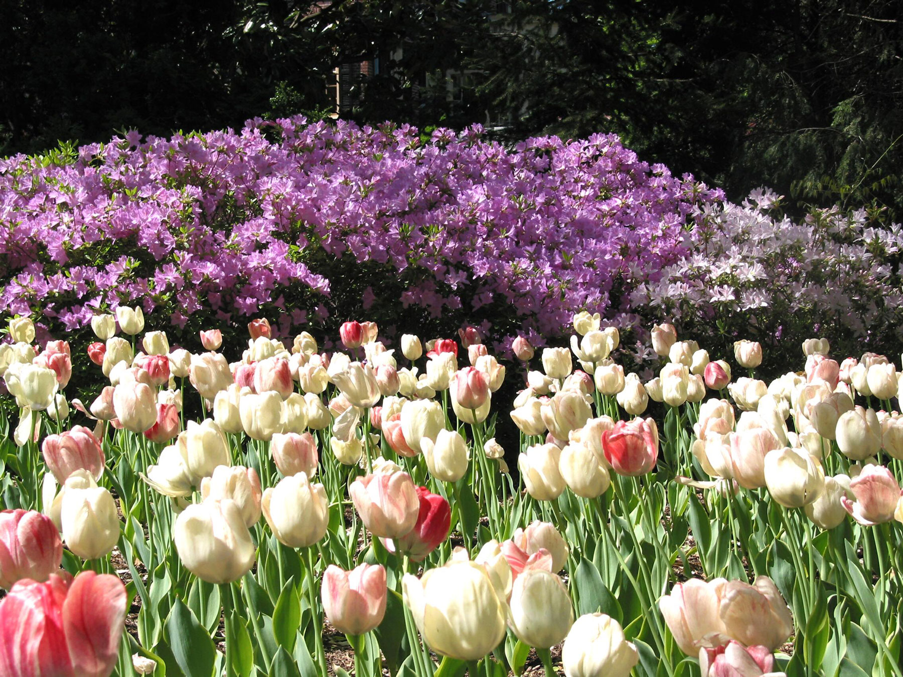 Photos Guilford Association