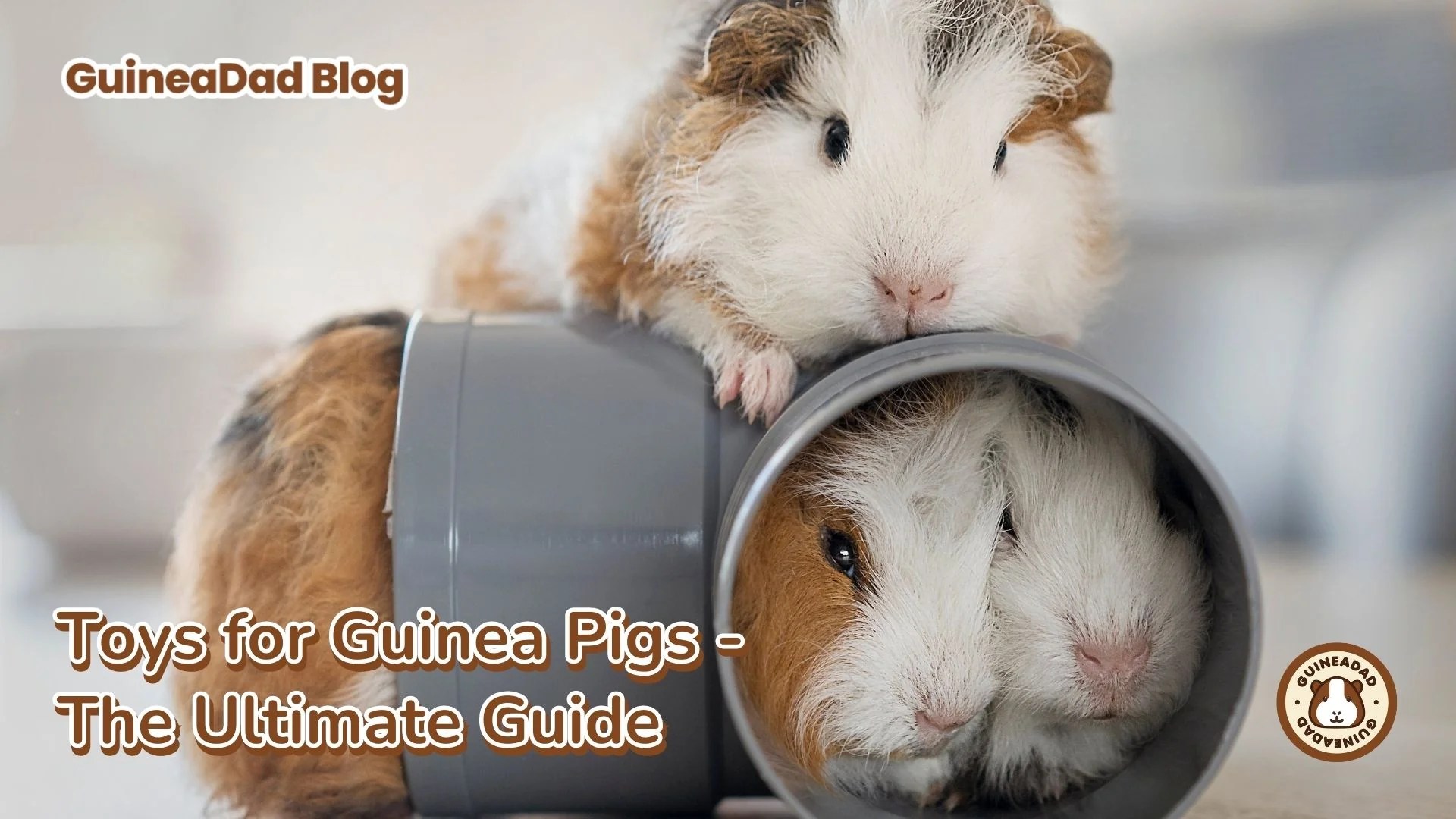 Toys for Guinea Pigs The Ultimate Guide GuineaDad