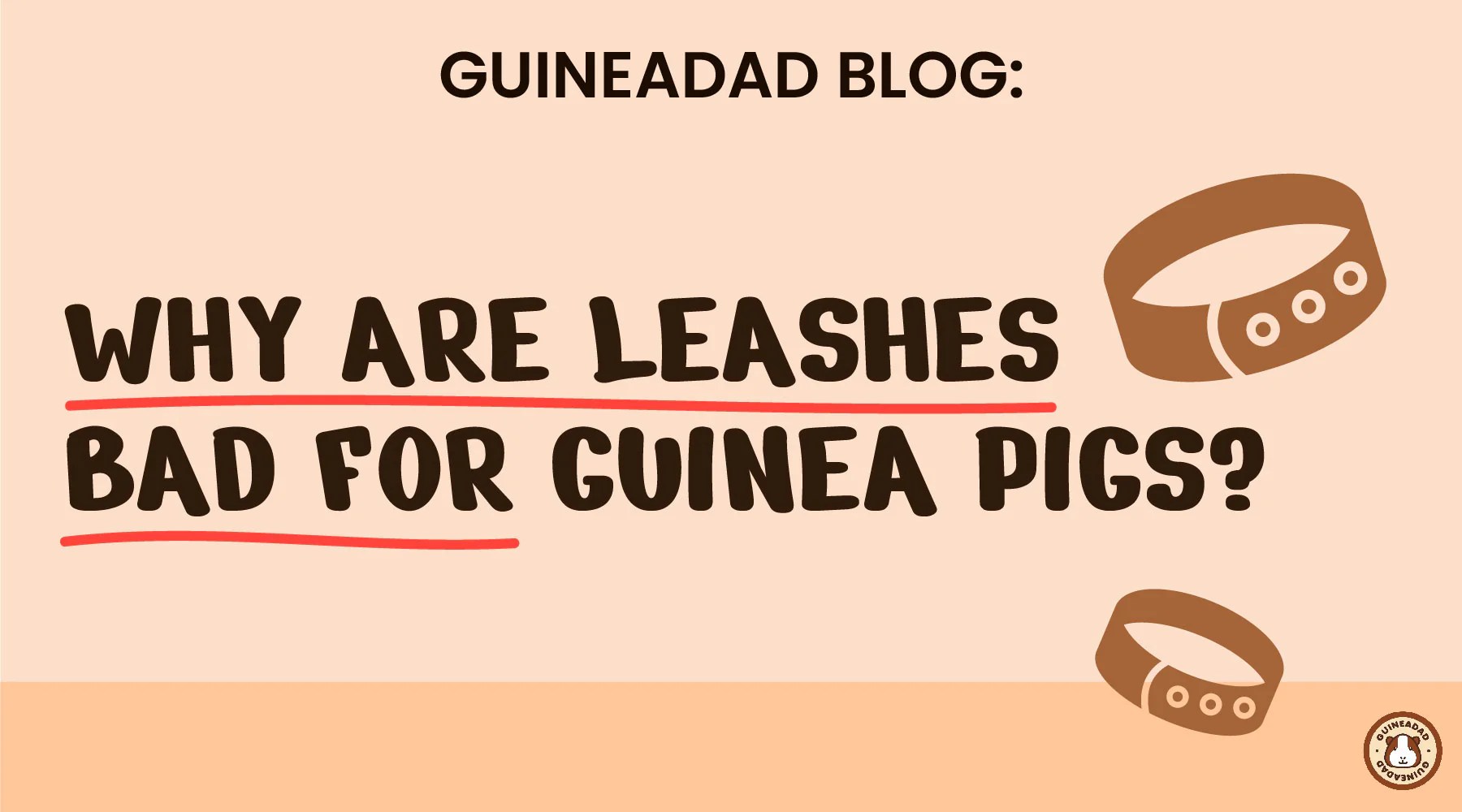 Why are leashes bad for guinea pigs? GuineaDad