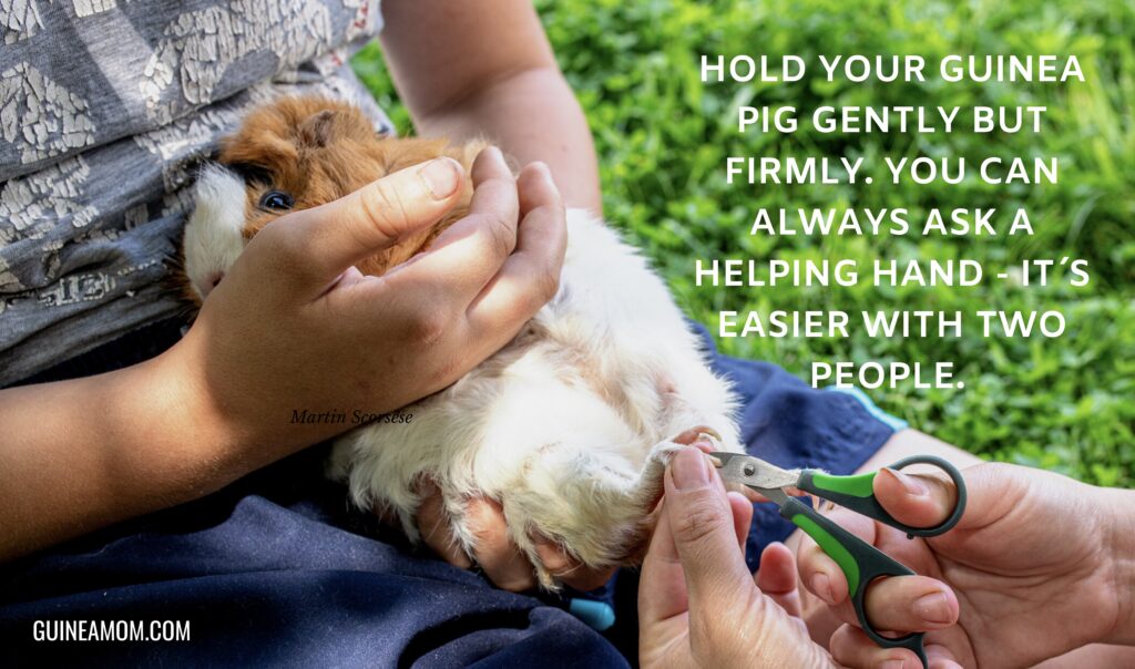 How To Clip Guinea Pigs´ Nails (StepByStepGuide) Guinea Mom