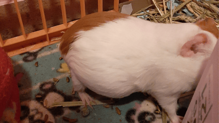 6 Signs a Pig Is Pregnant Farmhouse Guide