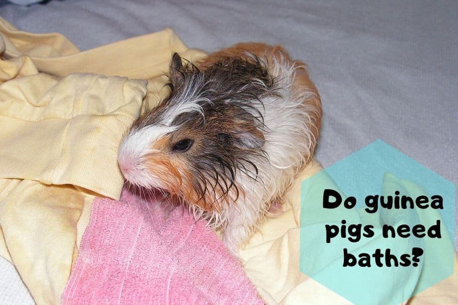 Do guinea pigs need baths? (How often, How to & More)