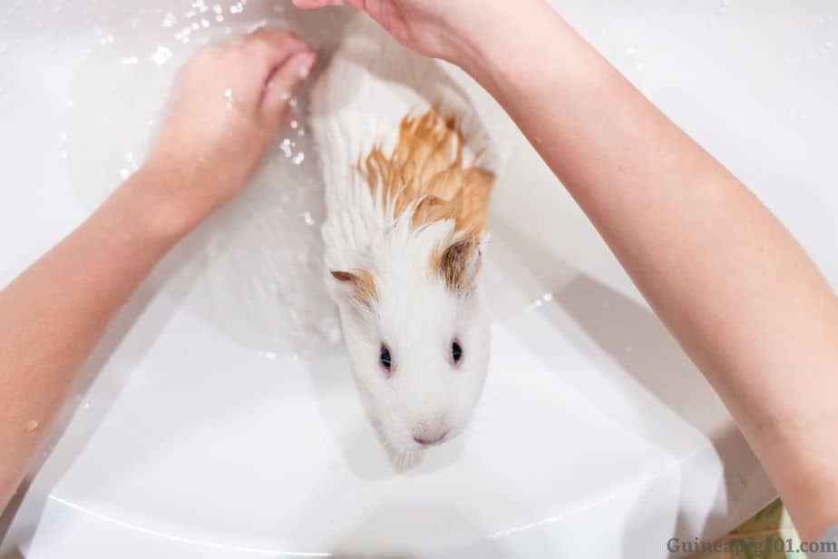 Guinea Pig Urine Scald (Signs, Causes, Treatment & Prevention)