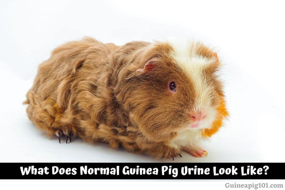 What Does Normal Guinea Pig Urine Look Like? (Urine Chart+Problems)