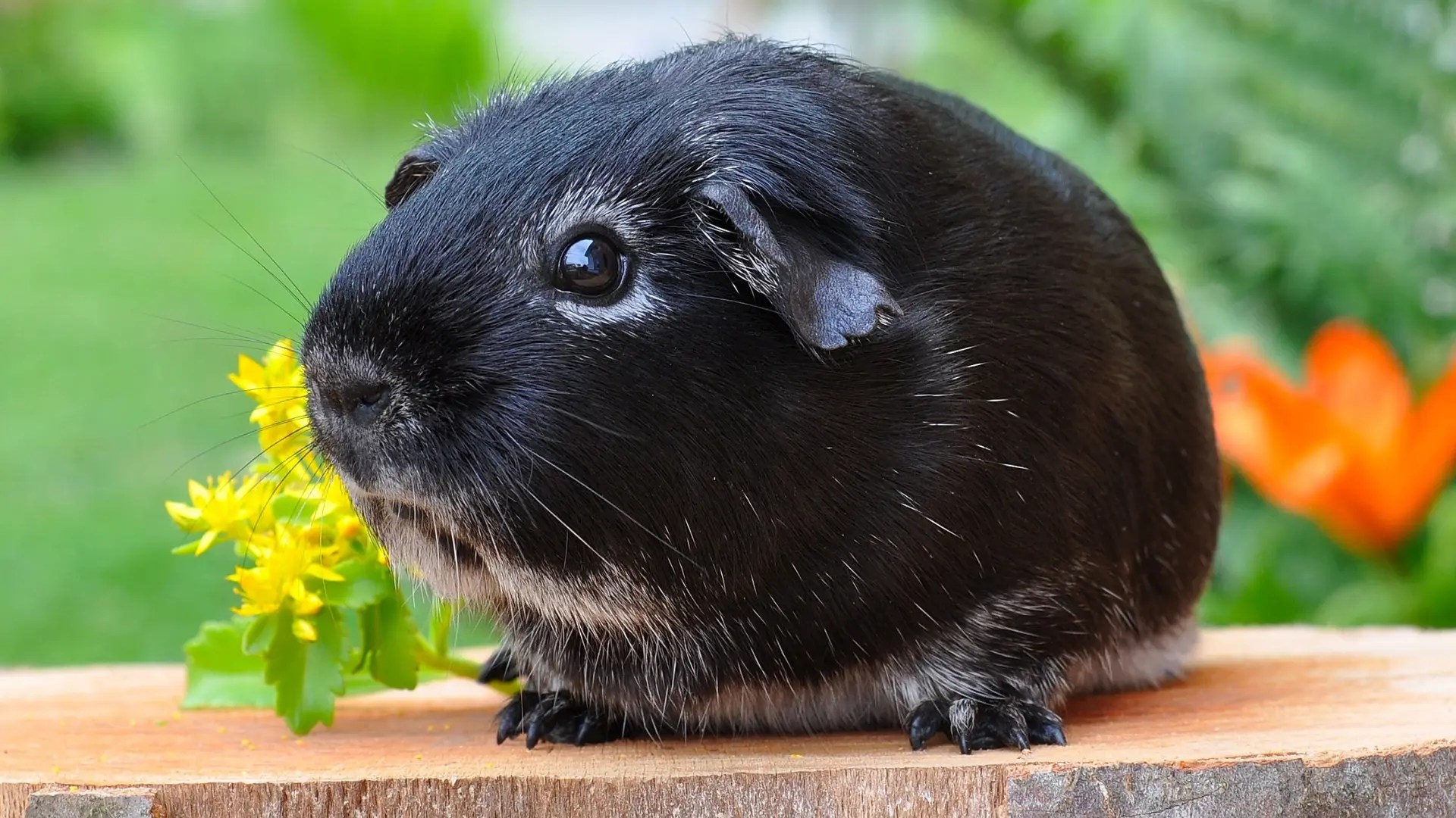 Pregnant Guinea Pig What to Expect When Expecting Guinea Pig Guide