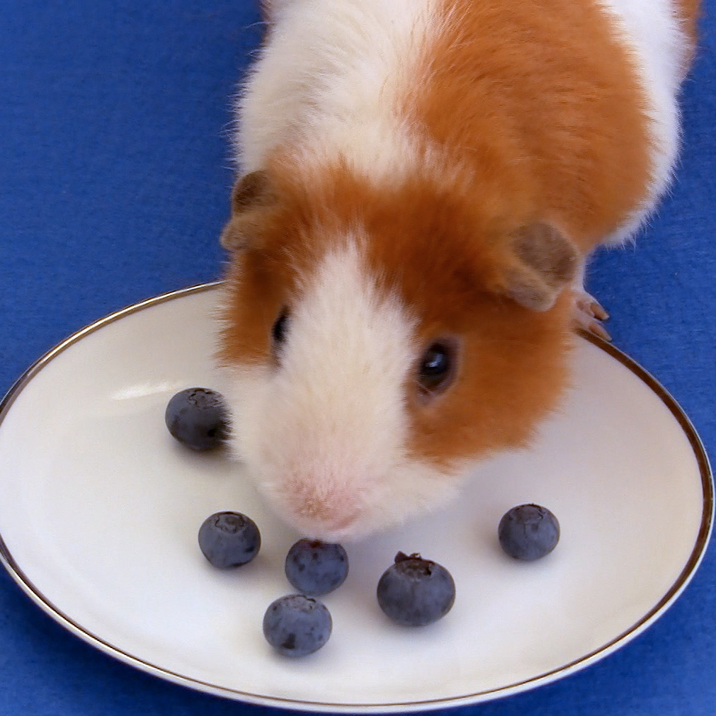 Can Guinea Pigs Eat Blueberries? [Risks, Serving Size & Health Hazards
