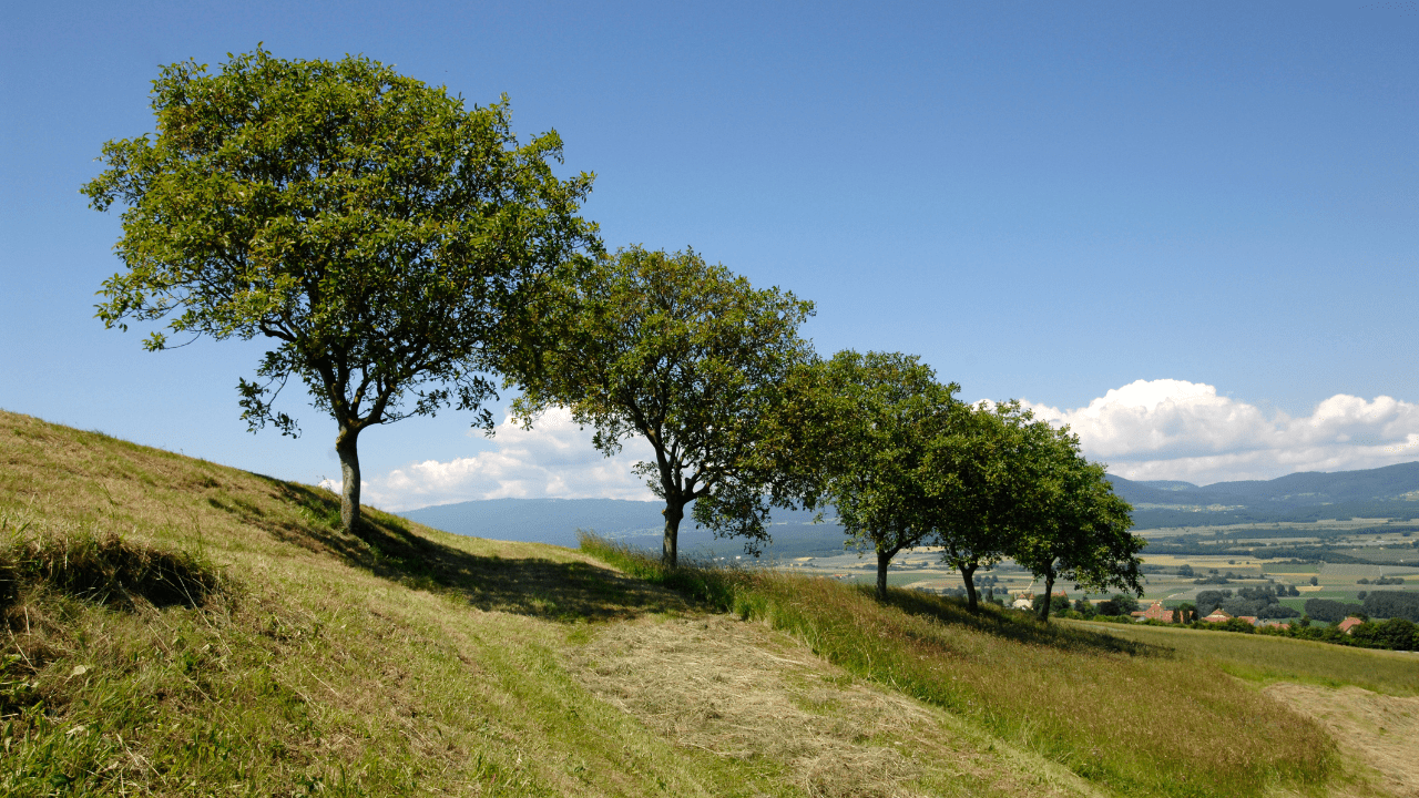 Acoustic Guitar Tonewoods Explained Tonewood Chart