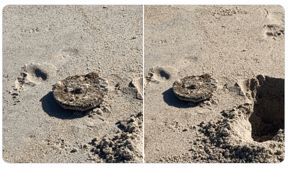 Man digs up historic land mine on Florida beach Smugglers Cove Condos