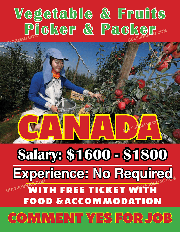 Vegetable and Fruits Picker / Packer Job in CANADA Gulf Job Mag