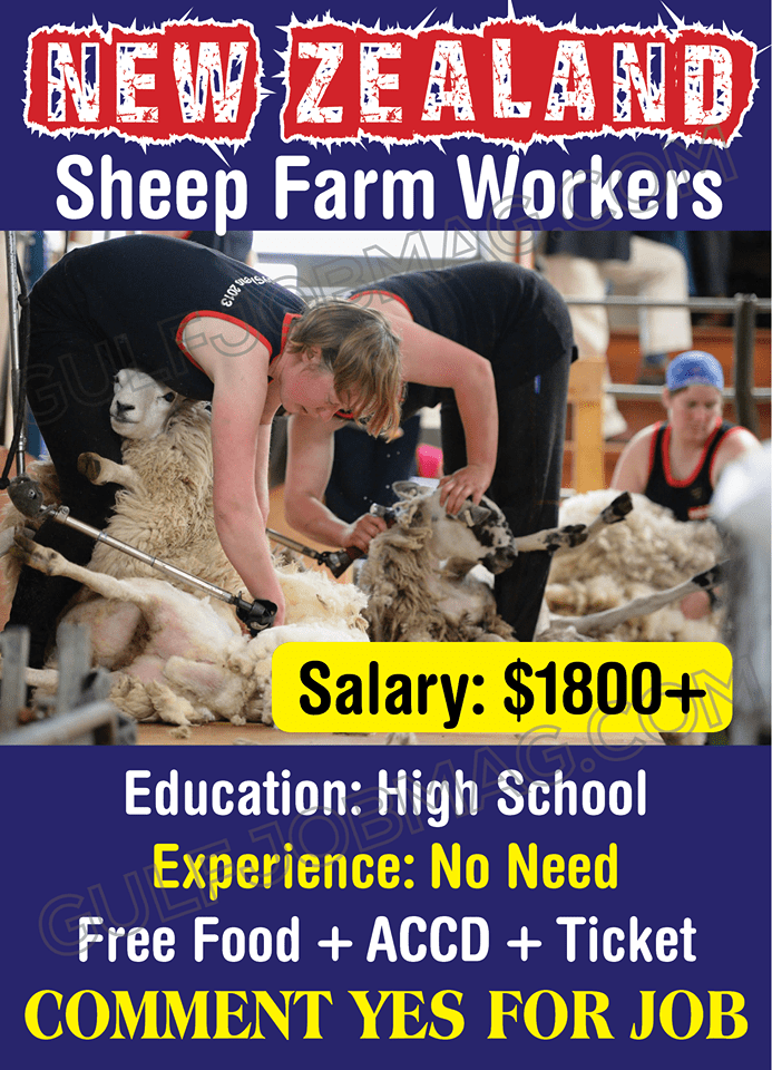 Sheep Farm Worker job in NEWZEALAND Gulf Job Mag