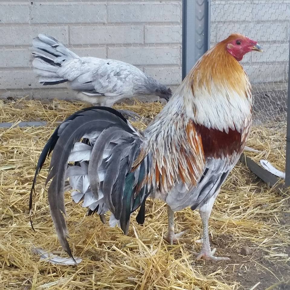 Miner Blue Rooster BEST GAMES WALKTHROUGH