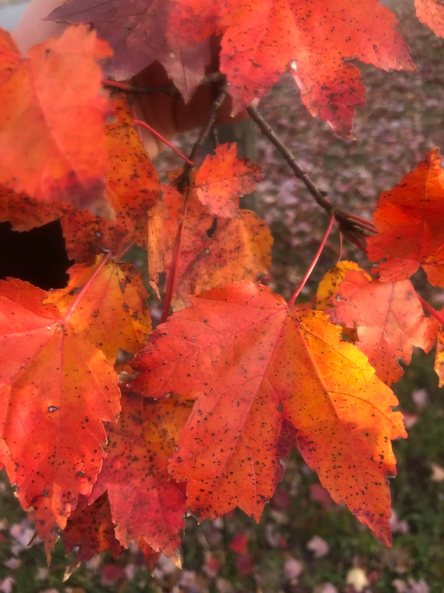 Why do trees turn colors in the fall? Gulo in Nature