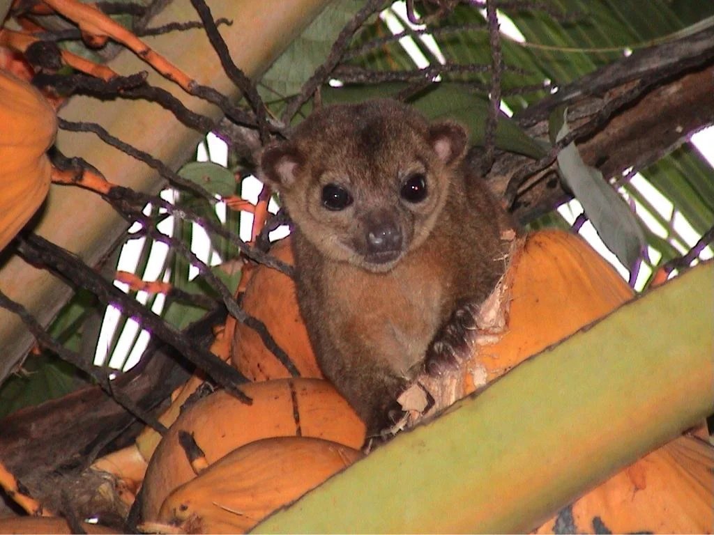 What is a Kinkajou? Gulo in Nature