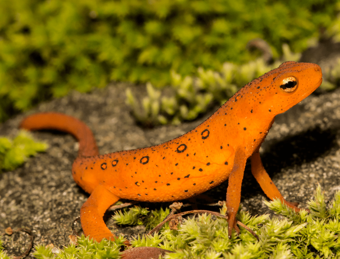What is aposematic coloration? Gulo in Nature