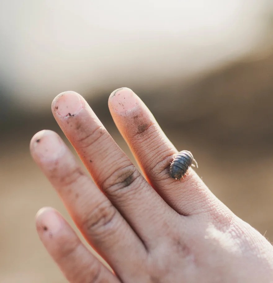 11 cool facts about the roly-poly | Gulo in Nature