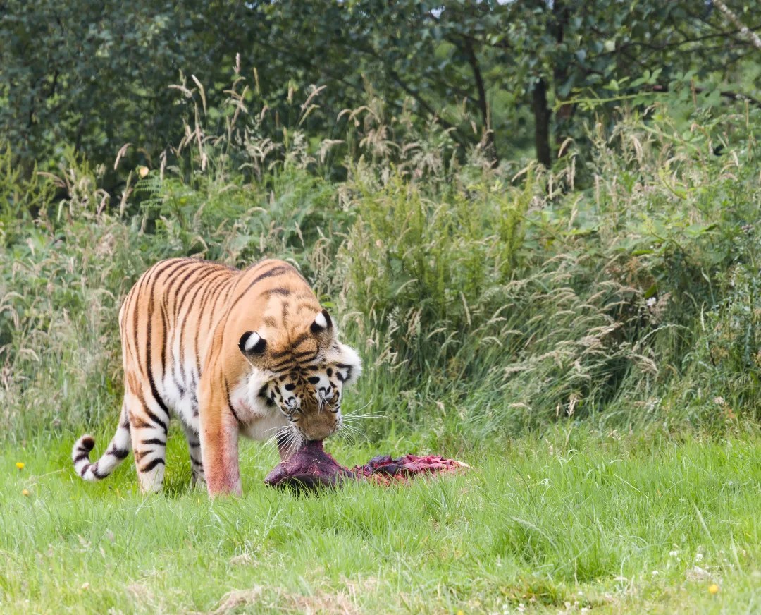 18 awesome facts about tigers Gulo in Nature