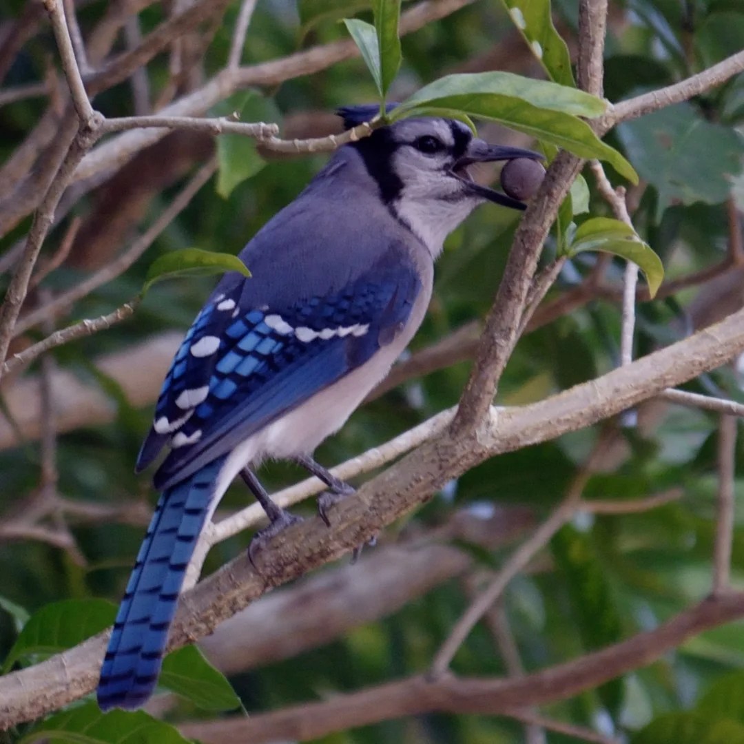 10 wild facts about Blue jays Gulo in Nature