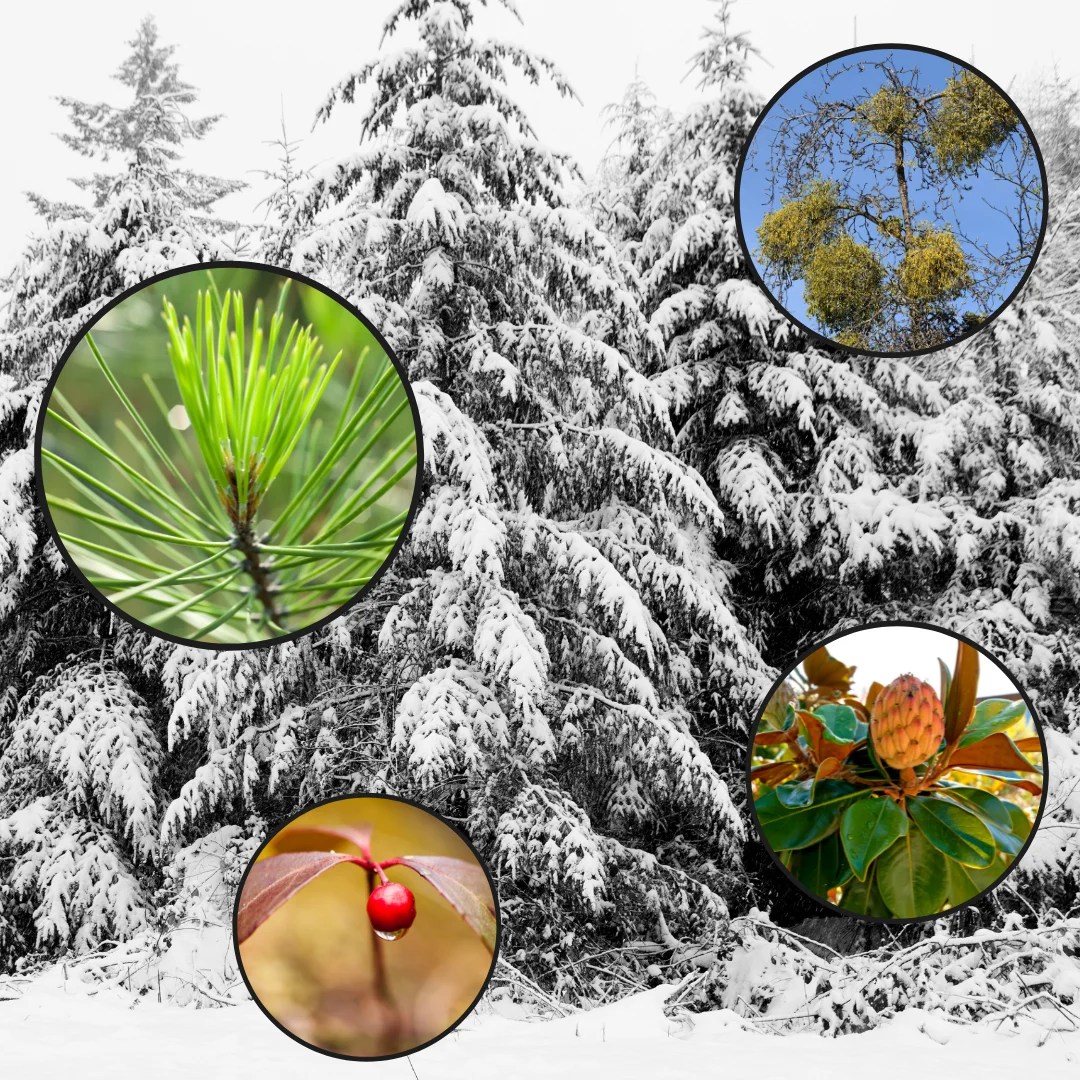 9 plants that stay green in winter Gulo in Nature