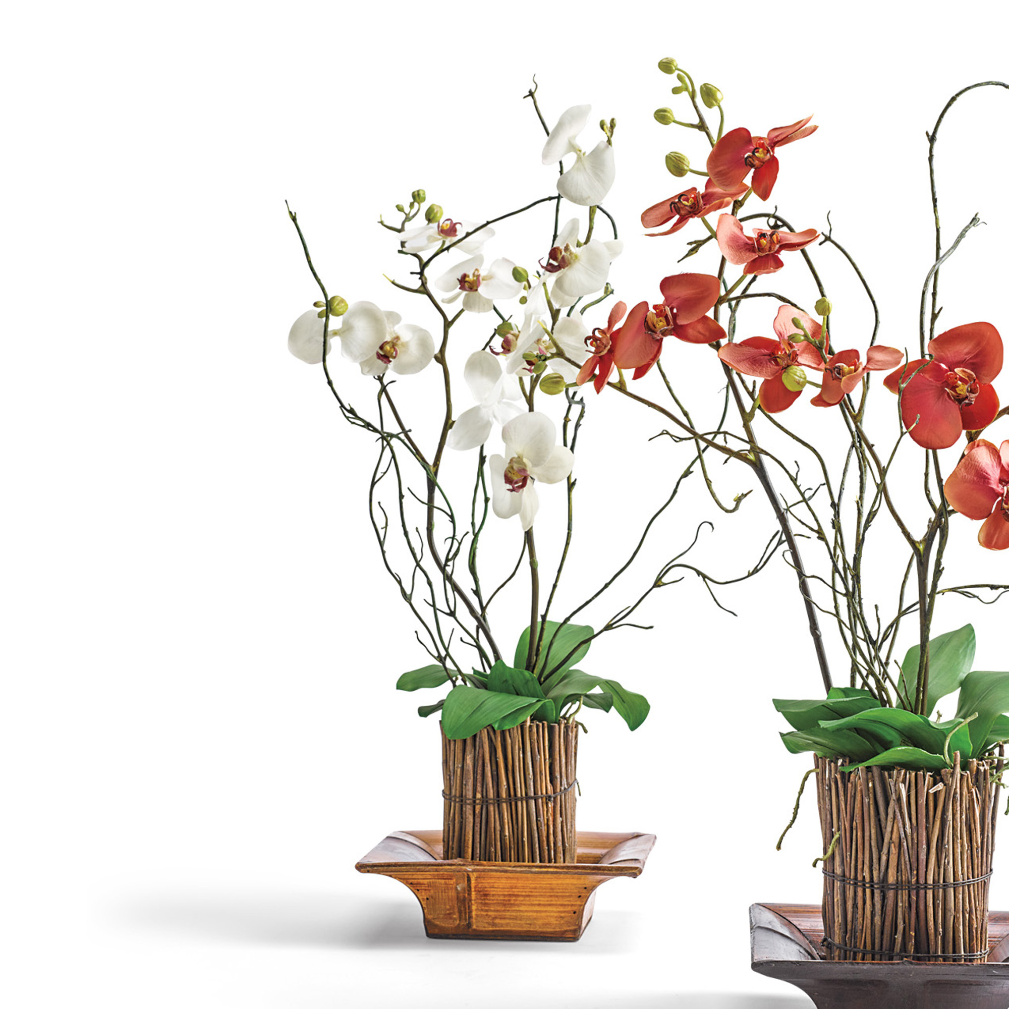 White Phalaenopsis Orchid In Wooden Basket Gump's