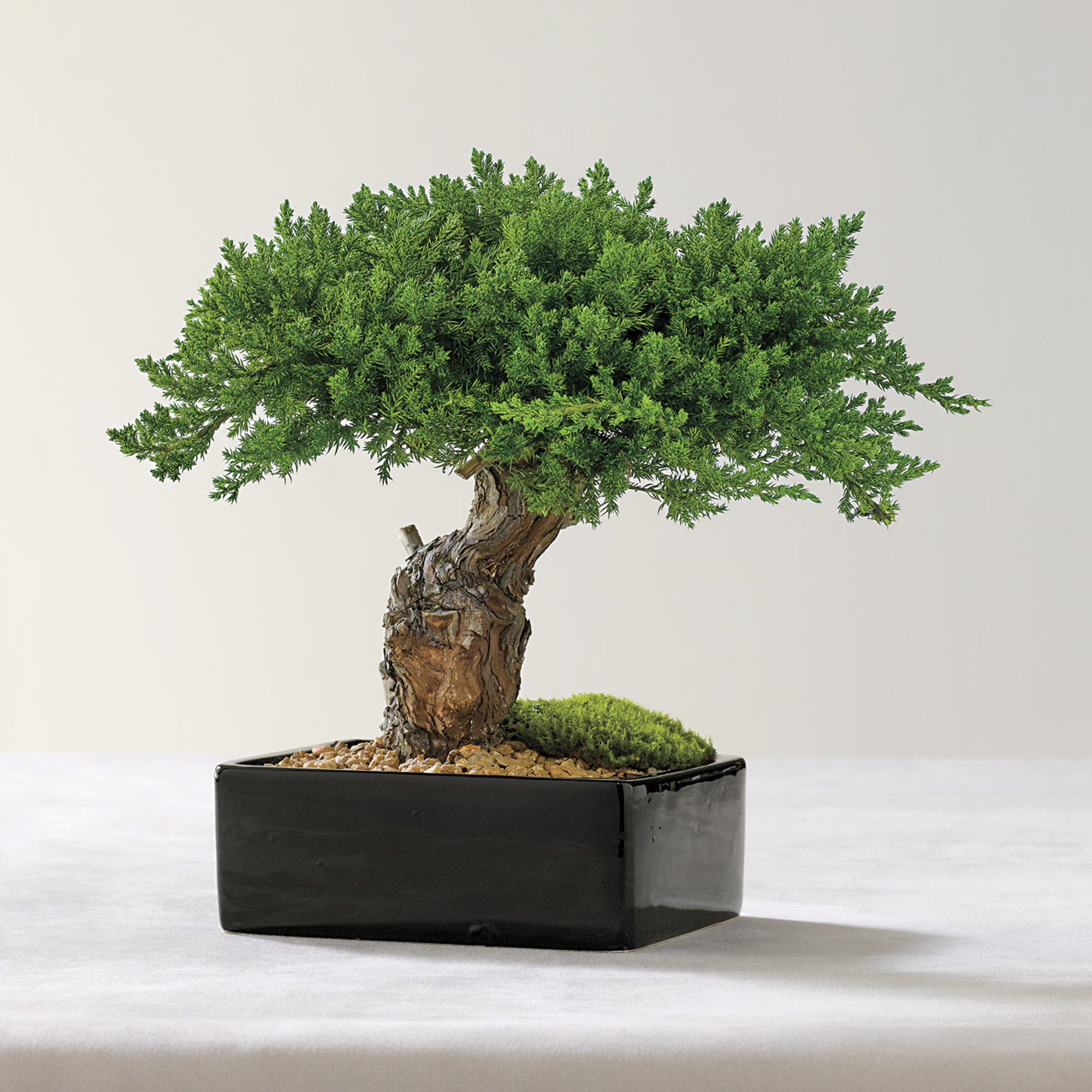 Preserved Monterey Bonsai Gump's