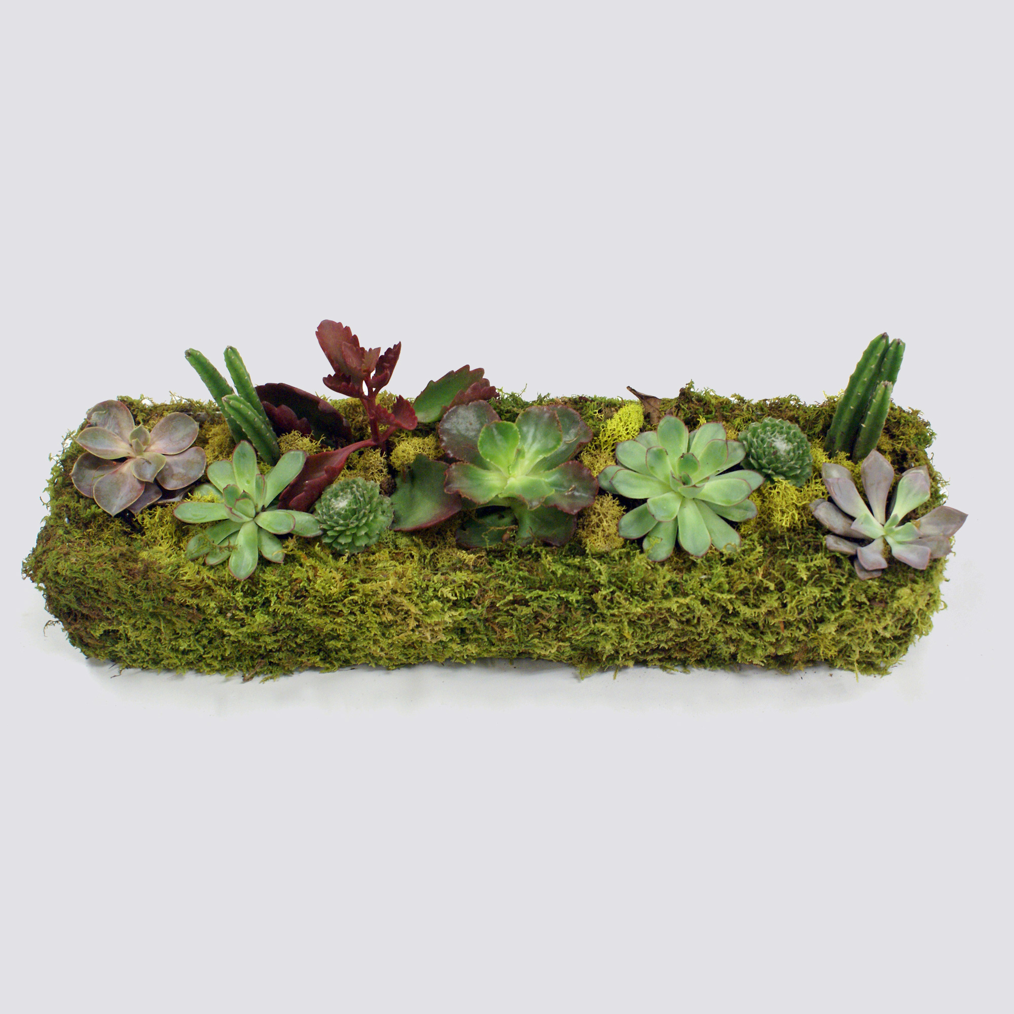 Moss & Succulent Planter Gump's