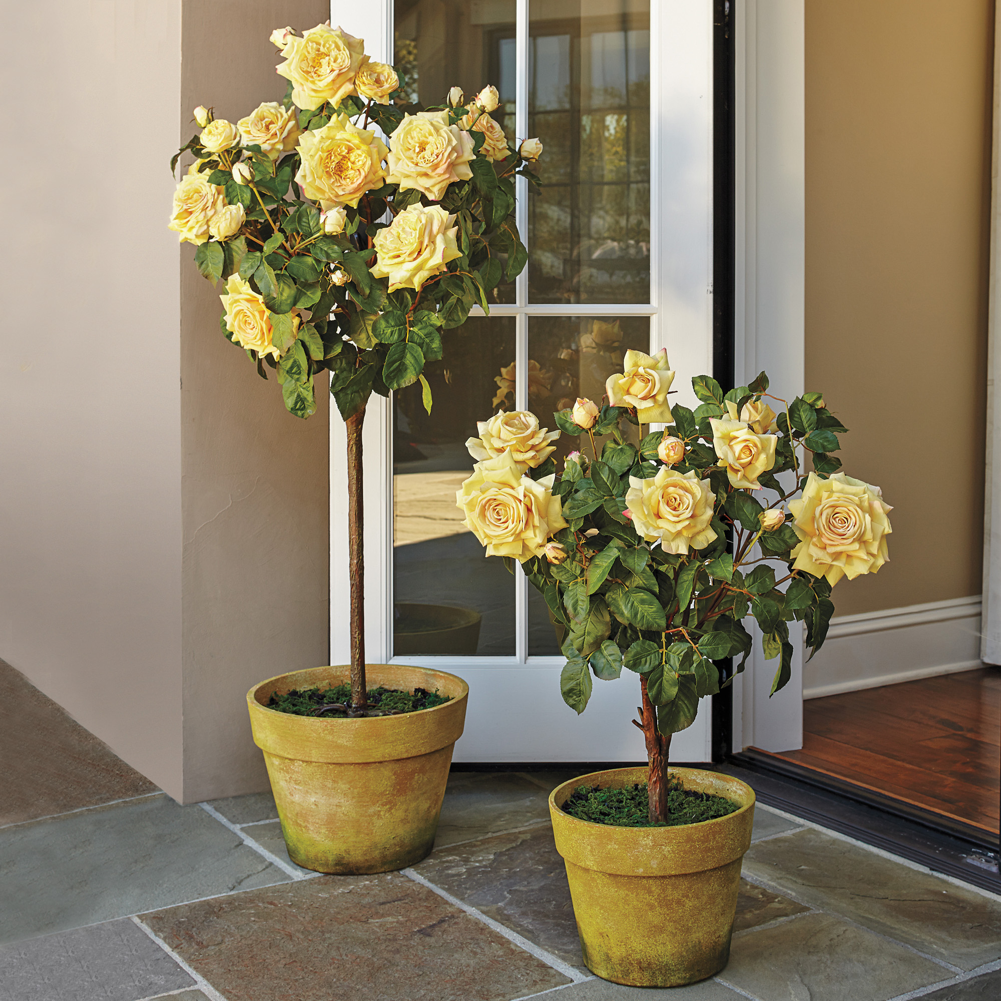 Grand Yellow Rose Bushes Gump's