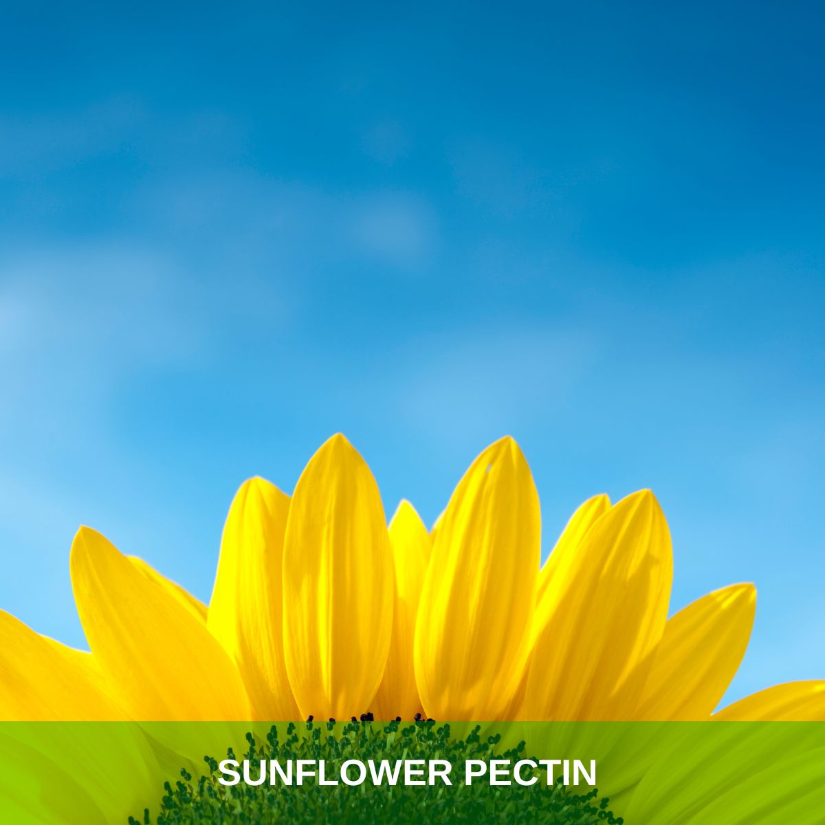 Sunflower Pectin Natural LM Sunflower Pectin from Sunflower Byproducts