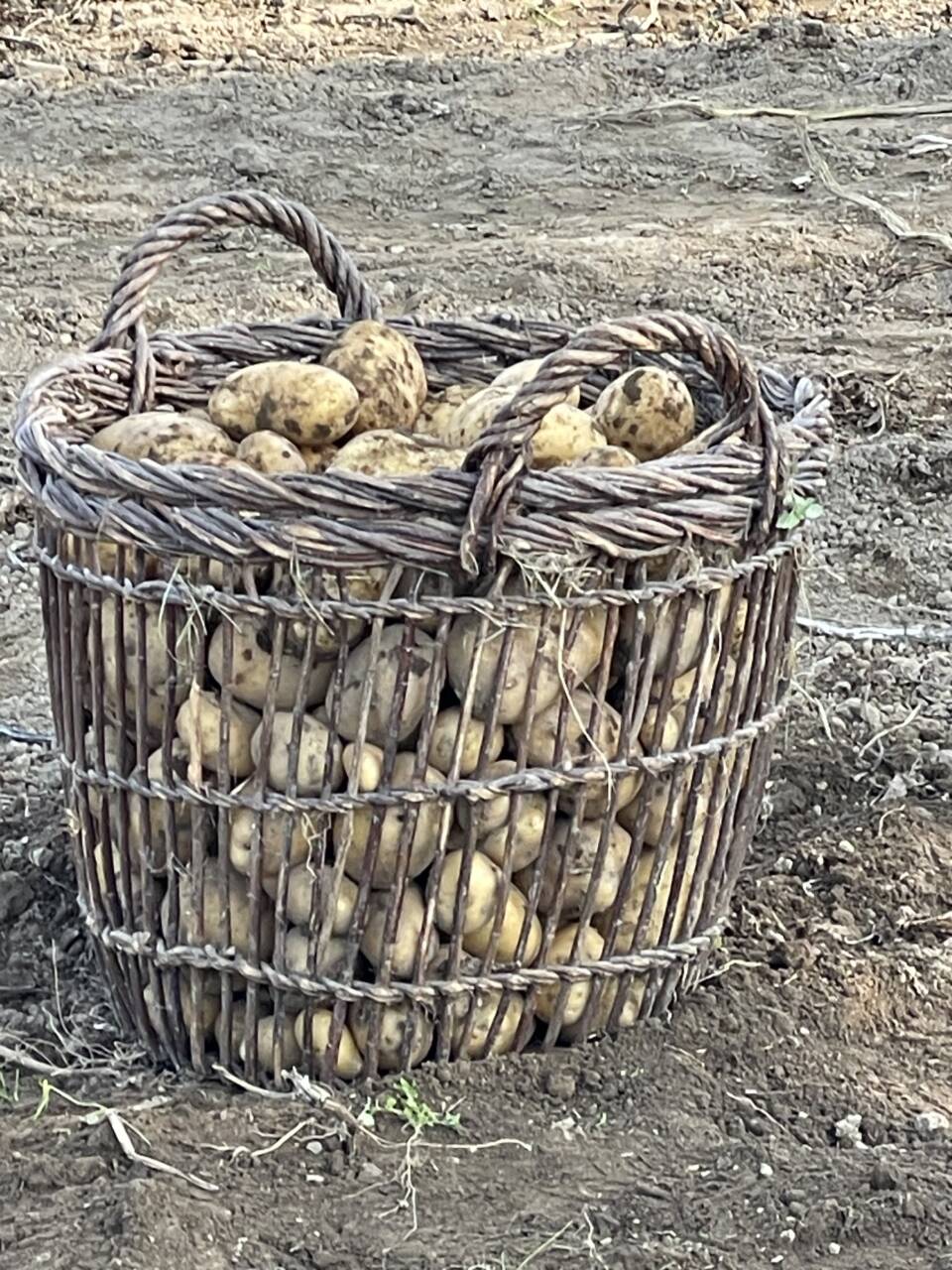 Ein Holzkorb gefüllt mit vielen Kartoffeln.