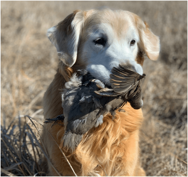 Flushing Dog Training Program Gun Dog Success
