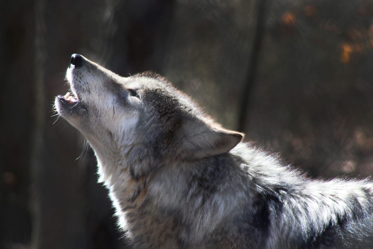 Howling with Wolves New Gunflint Lodge