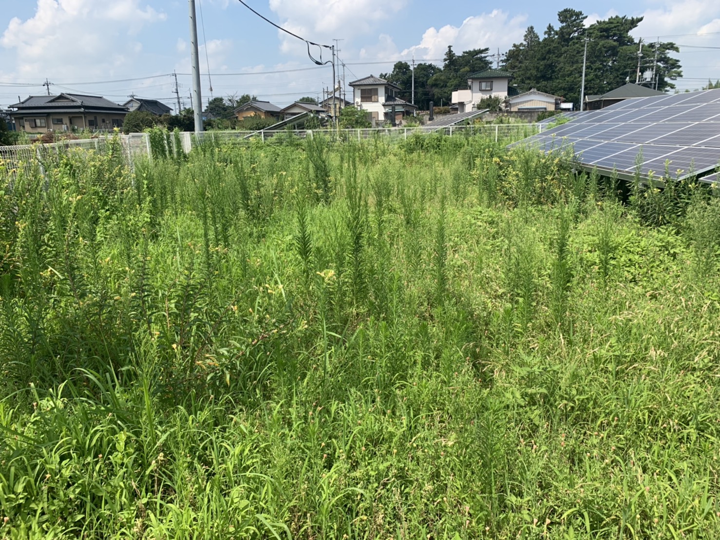 野立て太陽光発電所の草刈り ぐんまソーラーメンテ相談室